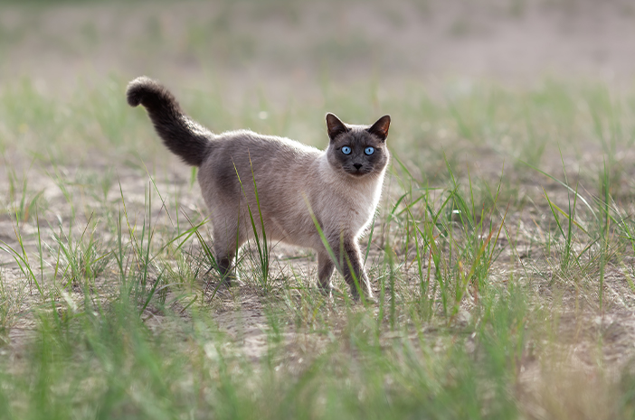 Типы сиамских кошек, о которых нужно знать