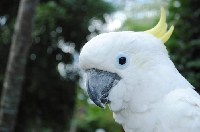 Какаду Гоффіна – ендемічний птах, що це означає?