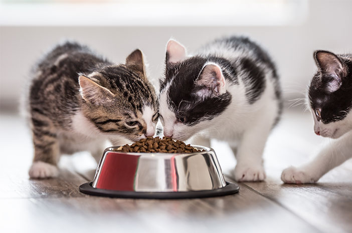 När är rätt tid att mata en kattunge?