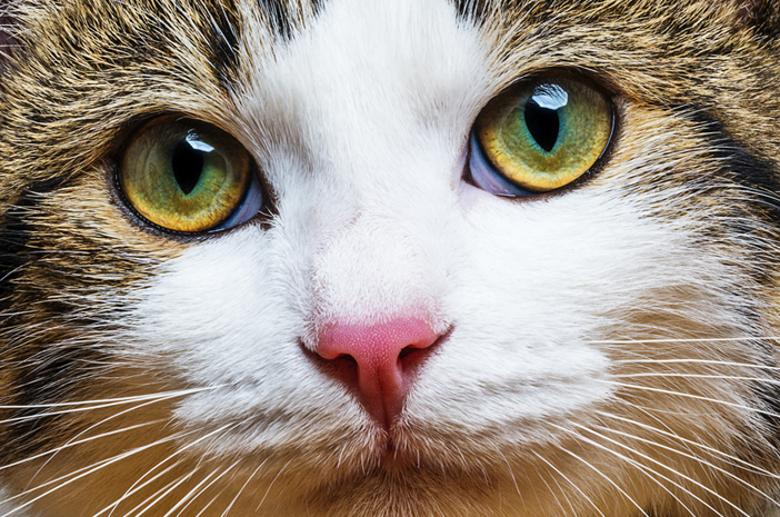 Veszélyes-e a hálós macskaszemek oka?