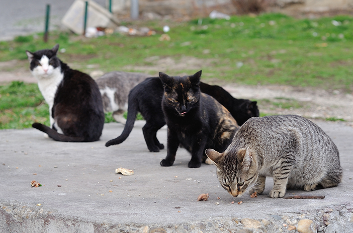 Ceci est une explication de la Kampung Cat Race