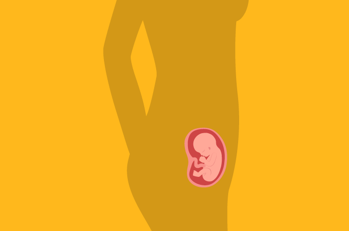 Desarrollo fetal 14 semanas de edad