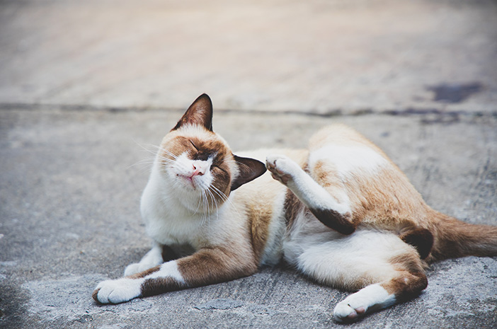 Ácaros del oído en los gatos, ¿cómo deshacerse de ellos?