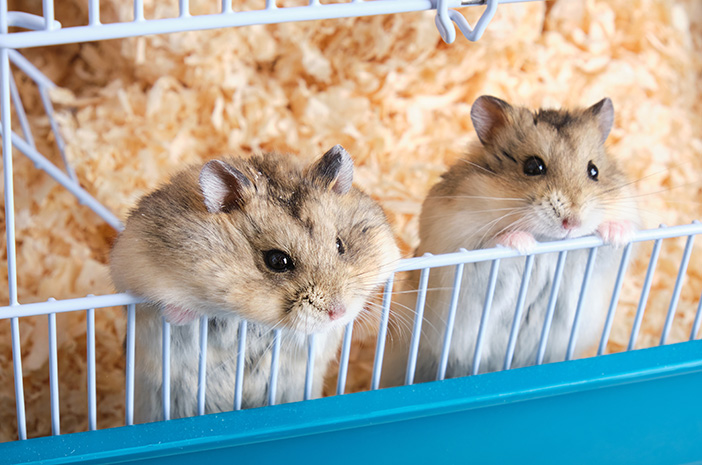 Pour les débutants, voici des conseils pour prendre soin des hamsters