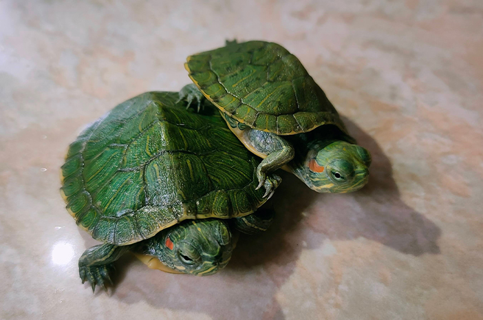 La forma correcta de cuidar a una tortuga brasileña para principiantes