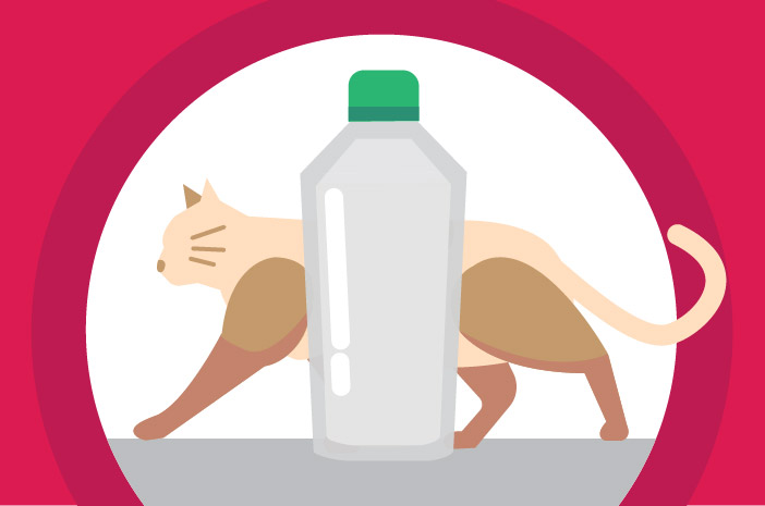 Gibt es Nebenwirkungen bei der Verabreichung von VCO-Öl an Katzen?