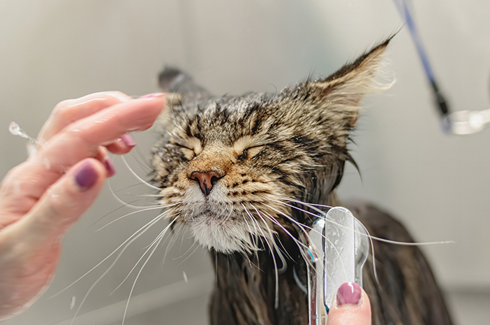 Milyen gyakran kell fürdetni a macskákat?