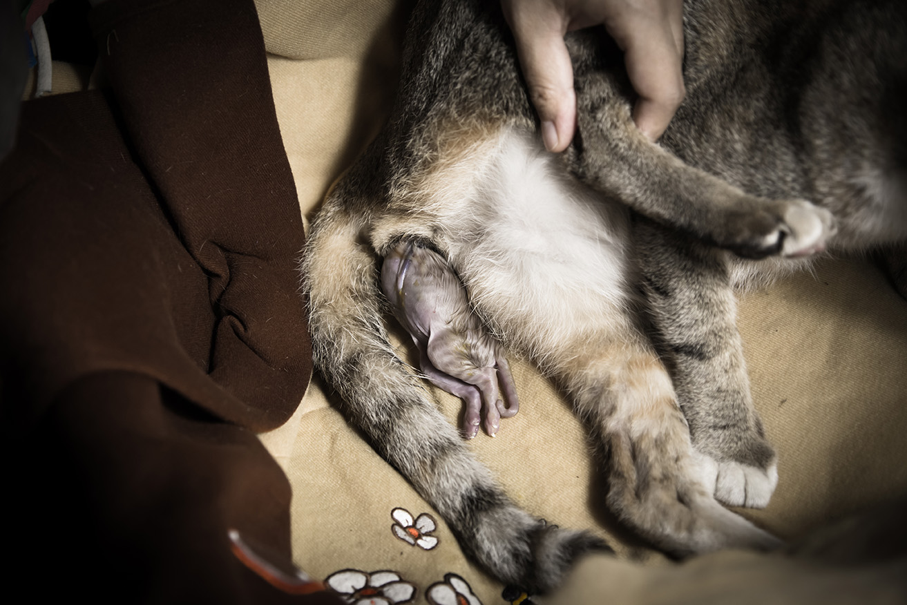 Беременность и роды у кошек